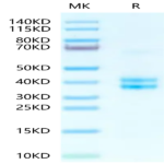 Human tPA Protein BP003262 Syd Labs