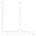 Mouse Thyroid Peroxidase Protein BP004450 Syd Labs