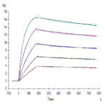 Human DcR1/TRAILR3 Protein BP004662 Syd Labs