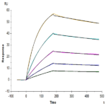 Human TRAIL R1/DR4/TNFRSF10A Protein BP005721 Syd Labs