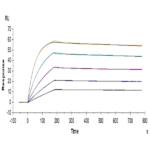 Human TRAIL R4/TNFRSF10D Protein BP005719 Syd Labs