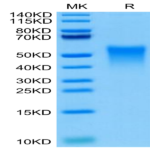 Cynomolgus TREM1 Protein (TRM-CM101)