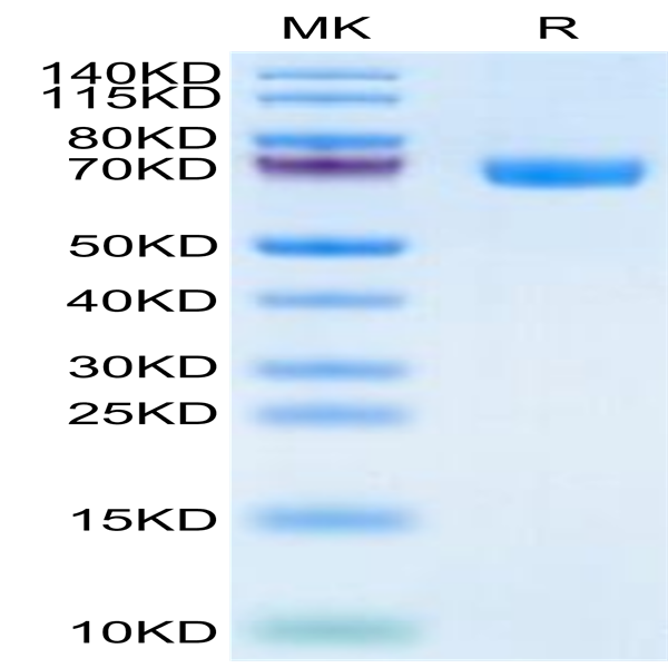 Human TROP-2/TACSTD2 Protein (TRP-HM221)