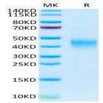 Human TSLPR Protein (TSP-HM10R)