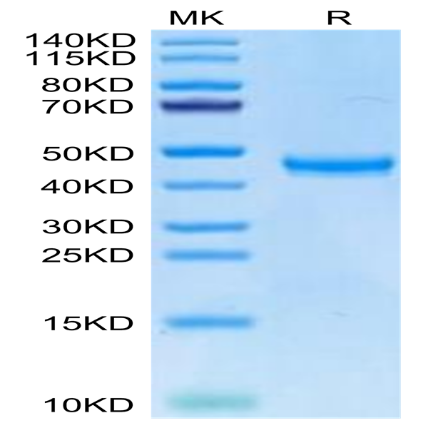 Human TSPAN8 Protein (TSP-HM2N8)
