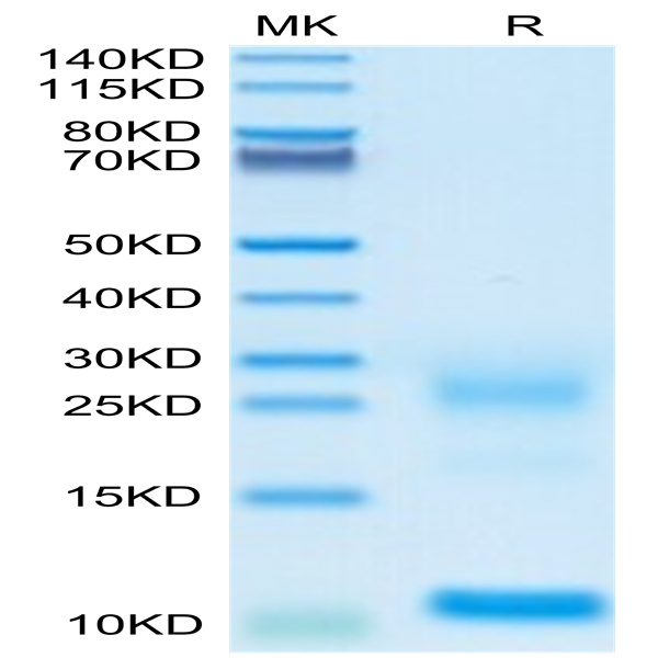 Biotinylated Human TSLP Protein (TSP-HM401B)
