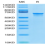 Human Tubby Protein BP003613 Syd Labs