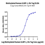 Biotinylated Human ULBP-1 Protein BP005612 Syd Labs