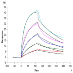 Human VLDLR Protein BP004758 Syd Labs