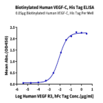 Biotinylated Human VEGF-C/Flt4-L Protein BP004856 Syd Labs