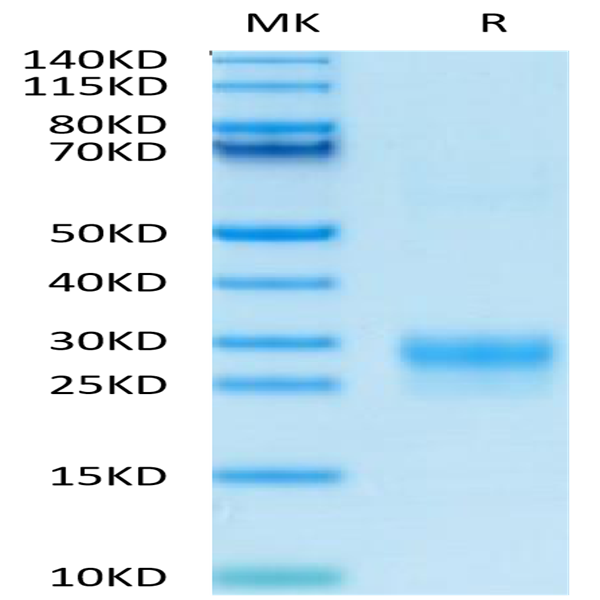 Biotinylated Human VEGF-C/Flt4-L Protein (VEG-HM4F1B)