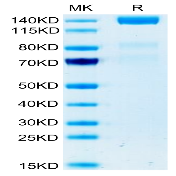 Human VEGF R3/FLT4 Protein (VGF-HM2R3)