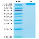 Human VEGF R2/KDR Protein (VGF-HM3R2)
