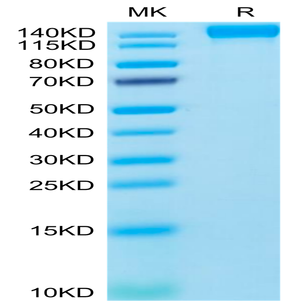 Human VEGF R2/KDR Protein (VGF-HM3R2)
