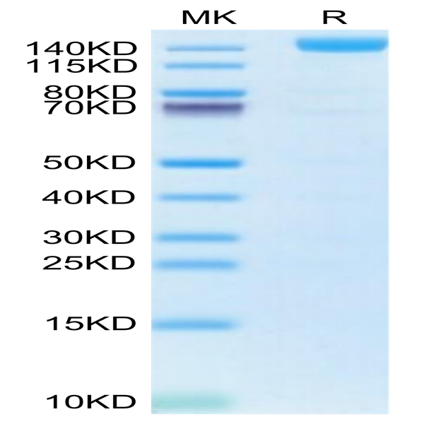 Biotinylated Human VEGF R2/KDR Protein (Primary Amine Labeling) (VGF-HM3R2B)