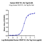 Human VEGF R1/FLT-1 Protein BP005456 Syd Labs