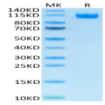 Human VEGF R1/FLT-1 Protein (VGF-HM4R1)