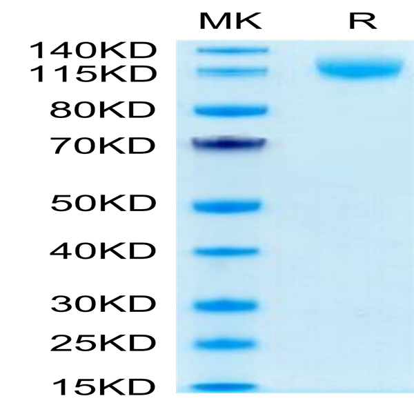 Human VEGF R3/FLT4 Protein (VGF-HM4R3)