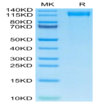 Mouse VEGF R2/KDR Protein (VGF-MM1R2)
