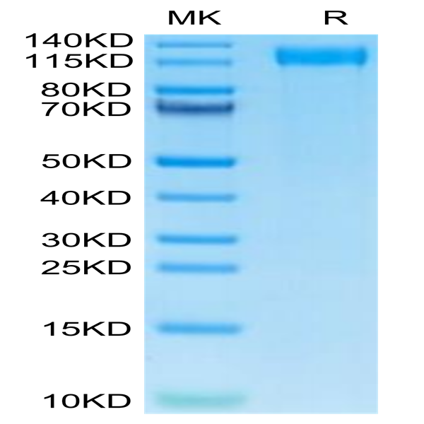 Mouse VEGF R2/KDR Protein (VGF-MM1R2)