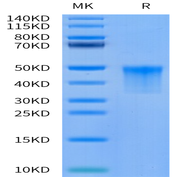 Cynomolgus VSIG4 Protein (VSG-CM104)