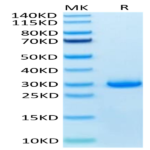 Human VSIG8 Protein BP004833 Syd Labs