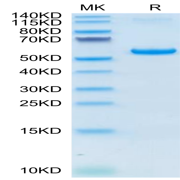 Human VSIG8 Protein (VSG-HM208)