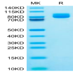 Mouse XPNPEP2 Protein (XPP-MM101)
