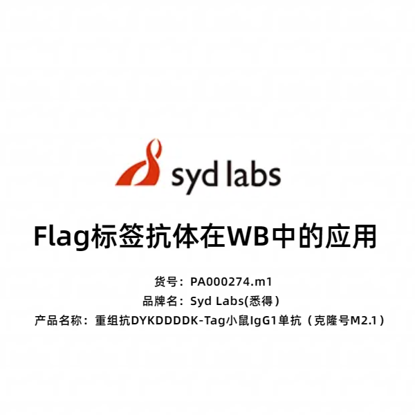 Syd Labs PA000274.m1 重组抗DYKDDDDK-Tag小鼠IgG1单抗(克隆号M2.1)