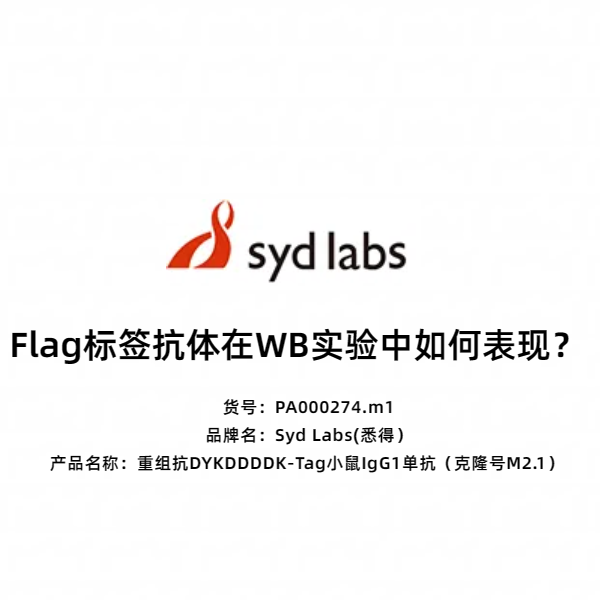 Syd Labs PA000274.m1 重组抗DYKDDDDK-Tag小鼠IgG1单抗（克隆号M2.1）