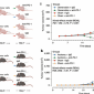 抗小鼠PD-1单抗(RMP1-14)在口腔癌模型中用量怎么确定？- 武汉多找找科技