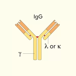 重组抗小鼠VEGFR-2单抗(DC101) | Syd Labs PA007527.r1