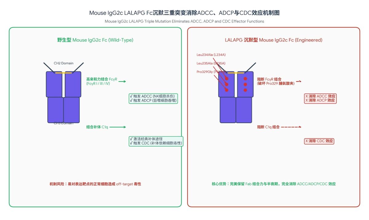 Mouse IgG2c LALAPG Fc沉默三重突变消除ADCC与CDC效应机制图