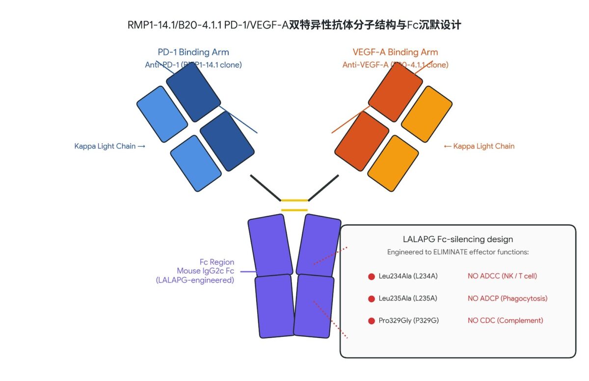 重组抗小鼠PD-1/VEGF-A双特异性抗体(RMP1-14.1/B20-4.1.1)结构示意图