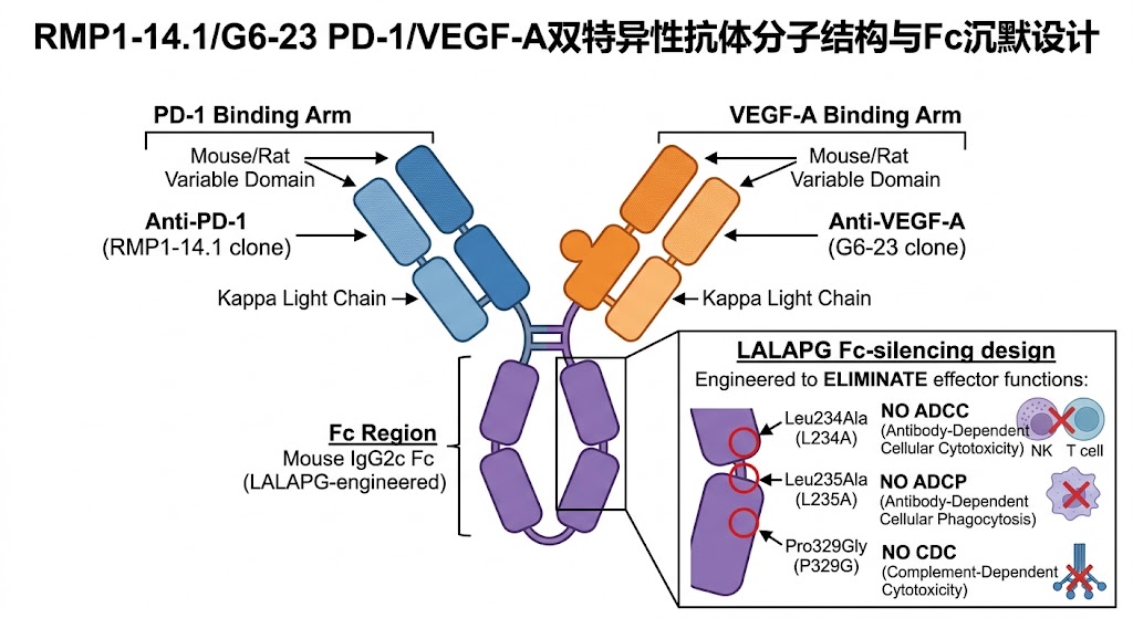 RMP1-14.1/G6-23 PD-1/VEGF-A双特异性抗体分子结构与Fc沉默设计