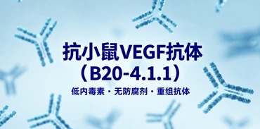 抗小鼠VEGF抗体 B20-4.1.1 抗小鼠VEGF抗体 B20-4.1.1